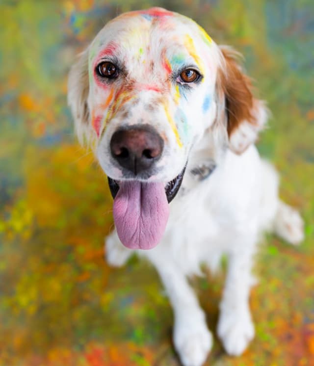 Addestramento Cinofilo 00 Setter - Immagine 1