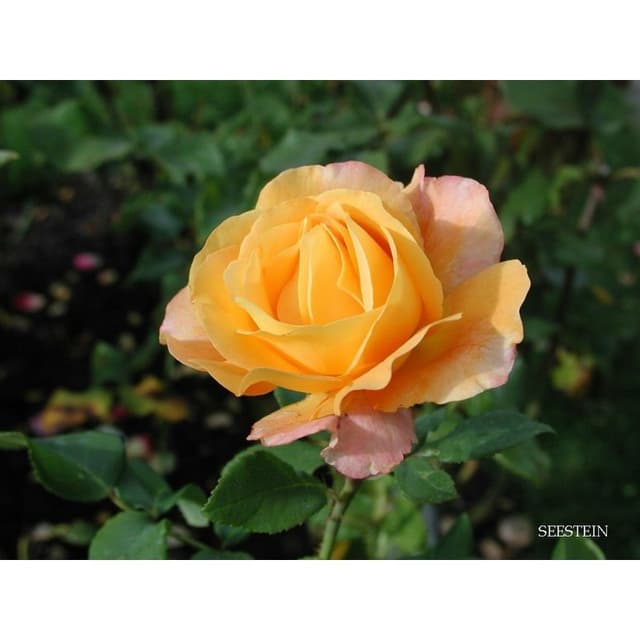 Agraria Corbanese - Immagine 2