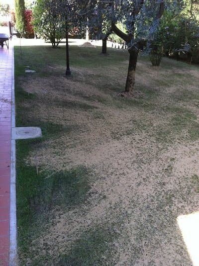 Agrigarden L'Olivo - Immagine 1