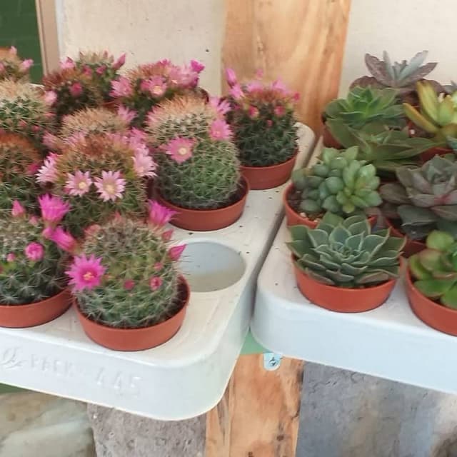 Agripet - Immagine 1