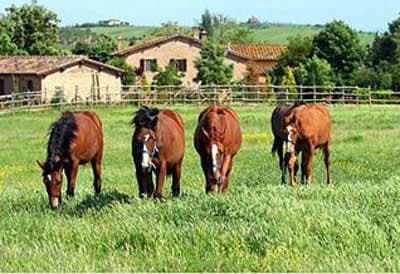 Agriturismo Vignola - Immagine 1