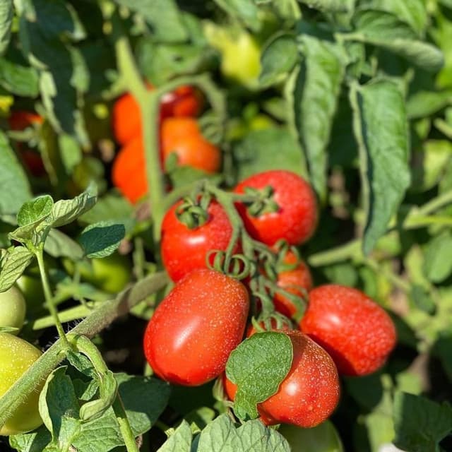 Agrofata - Immagine 2