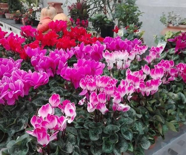 Agrovivaistica Maggi - Immagine 1