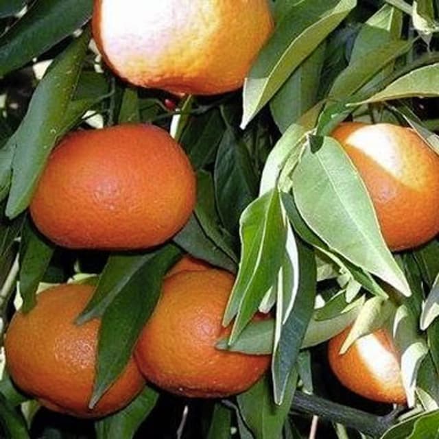 Agrumaria Tirrenica - Immagine 1