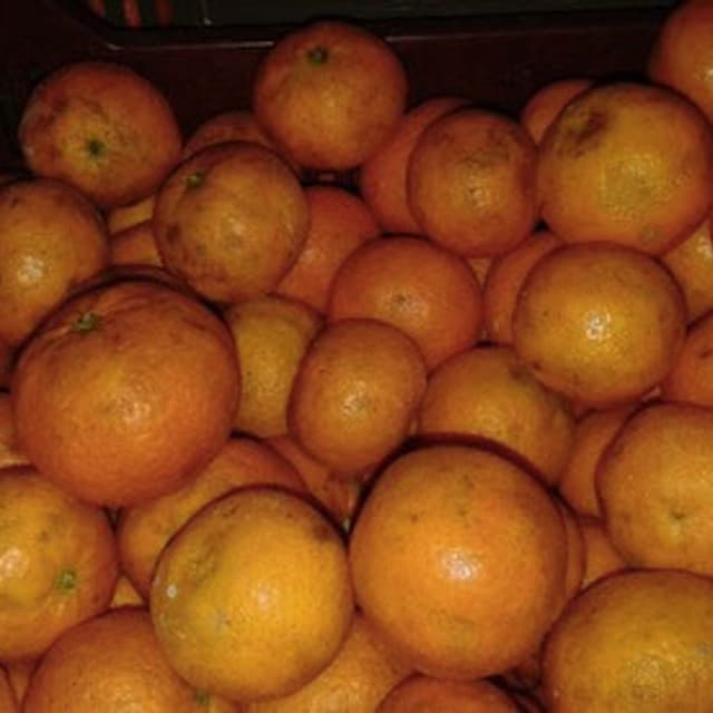 Agrumaria Tirrenica - Immagine 2