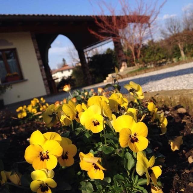 Al Cjâriesar - Immagine 1