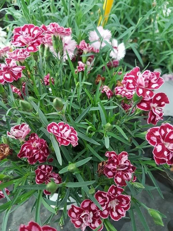 Al Mulino - Immagine 1