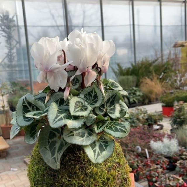 Alba Vivai - Immagine 1