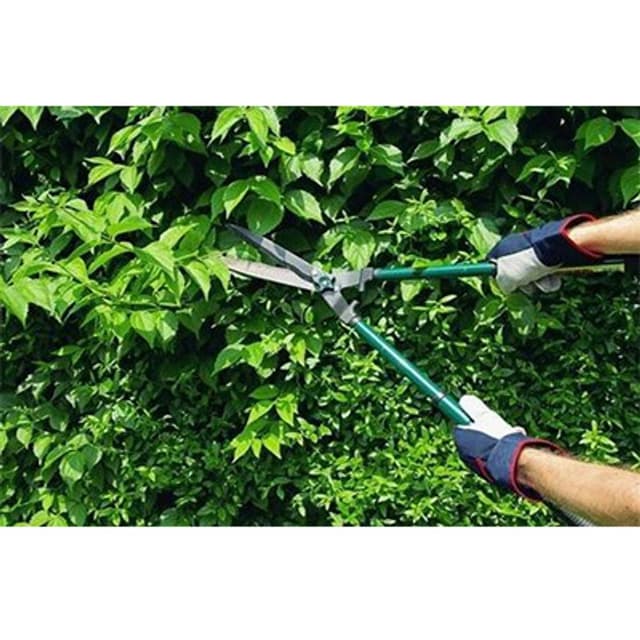 Alessio Francioso - Immagine 1