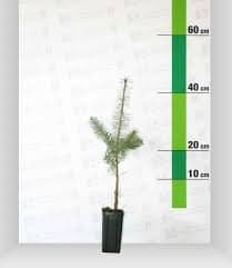 Allasia Plant Magna Grecia S.S. - Immagine 1