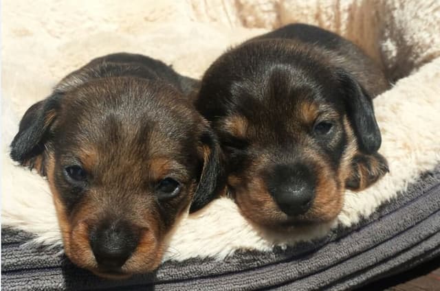 Allevamento Bassotti della Canterana - Immagine 1