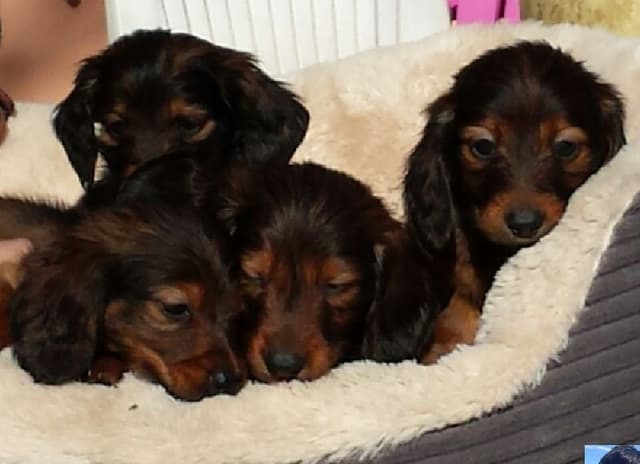 Allevamento Bassotti della Canterana - Immagine 2