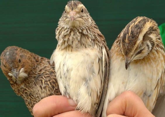 Allevamento Selvaggina Cecchi - Immagine 2