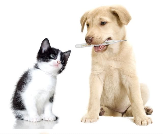 Ambulatorio Veterinario Badini Dr. Riccardo - Immagine 1