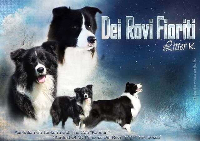 Amici del Cane Ranch - Immagine 2