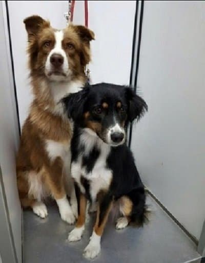 Amici Felici - Immagine 2