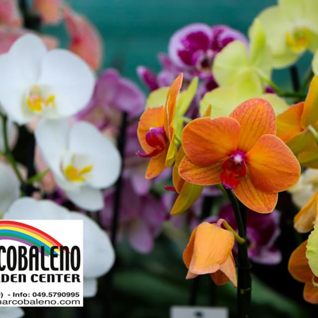 Arcobaleno Garden - Immagine 2