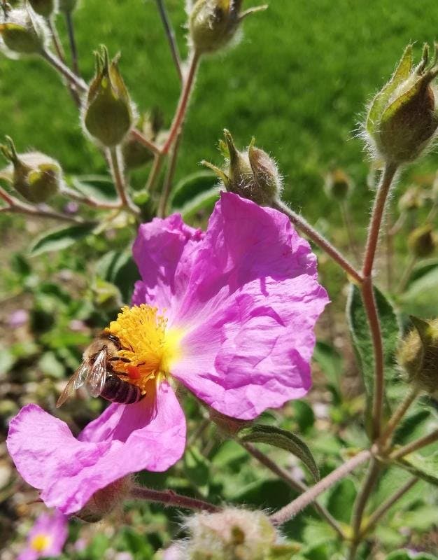 Artegiardino Vivaio Magnolia - Immagine 2