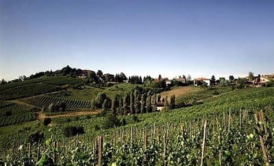 Azienda Agricola al Colle Vendita Vini - Immagine 1