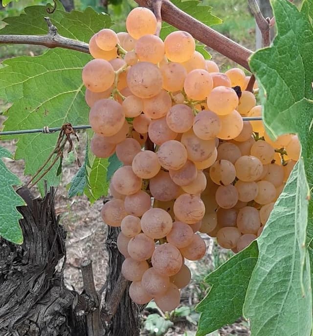 Azienda Agricola Angelo Colla - Immagine 2