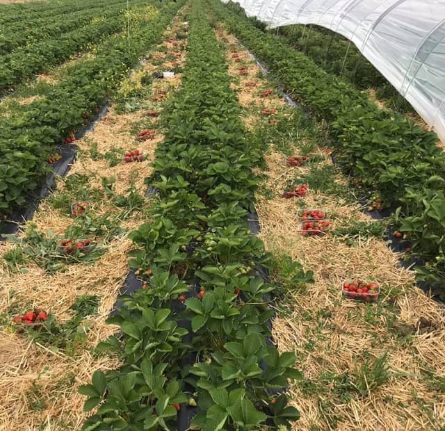 Azienda Agricola Argazzi - Immagine 1