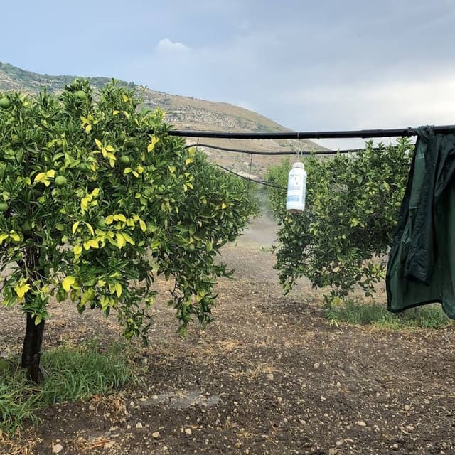 Azienda Agricola Bio Pumilia - Immagine 2