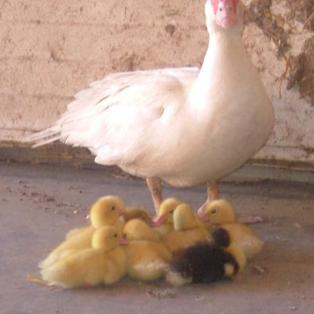 Azienda Agricola Ca' De Alemanni - Immagine 2