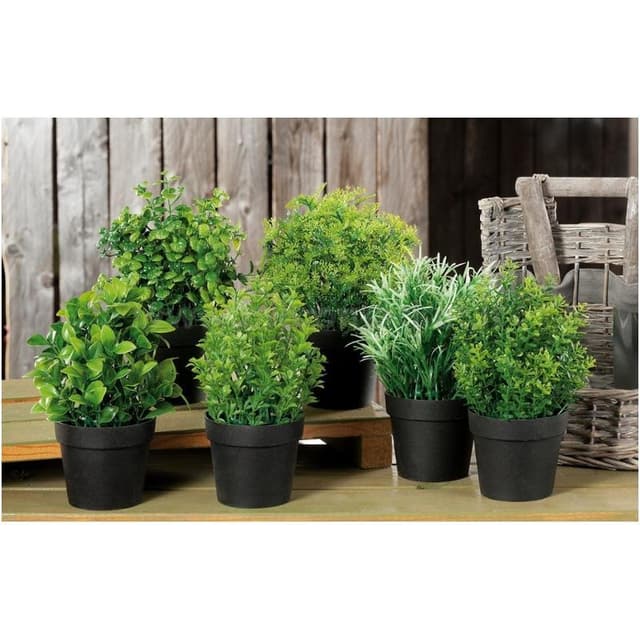 Azienda Agricola Cappellini Nico Piante - Immagine 1