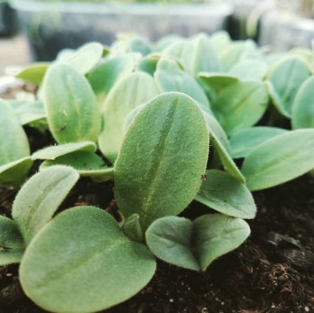 Azienda Agricola Davide Bacci - Immagine 1