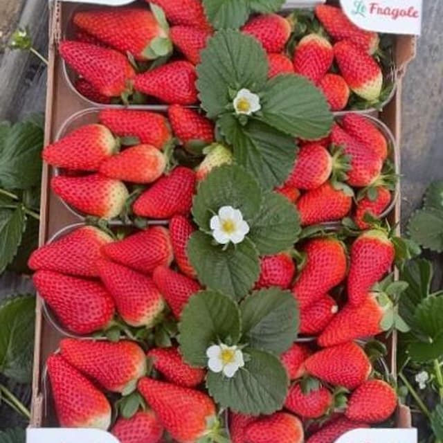 Azienda Agricola Di Cicco - Immagine 1