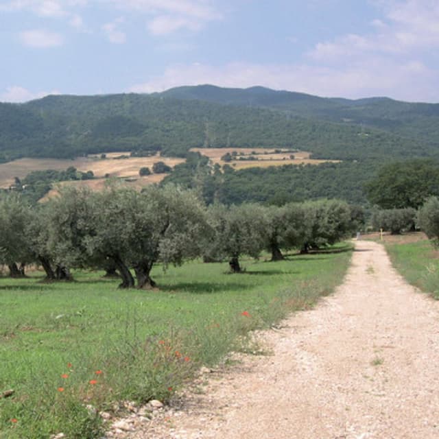 Azienda Agricola Fanelli - Immagine 1