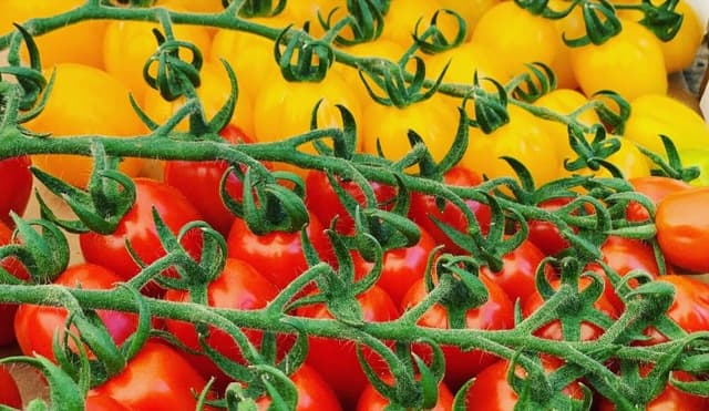 Azienda Agricola Forforelli - Immagine 1