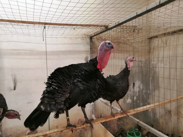 Azienda Agricola La Vecchia Fattoria - Immagine 2