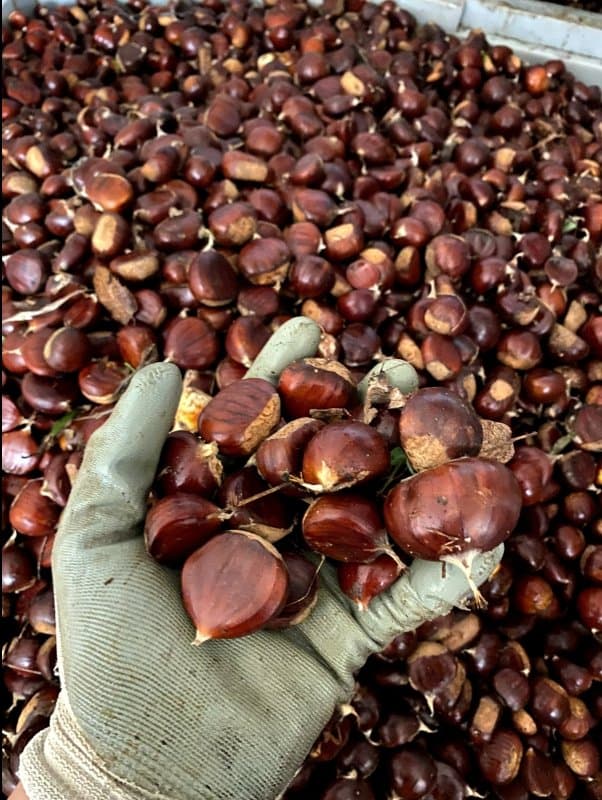 Azienda Agricola PianoGrande Aiello - Immagine 2