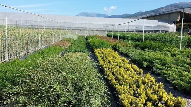 Azienda Agricola Pigliacelli - Immagine 2