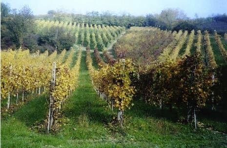 Azienda Agricola Santa Rita - Immagine 2