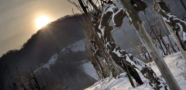 Azienda Agricola Valdoc Sartori - Immagine 1