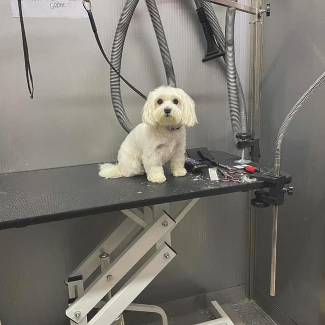 Belli Bau - Immagine 2