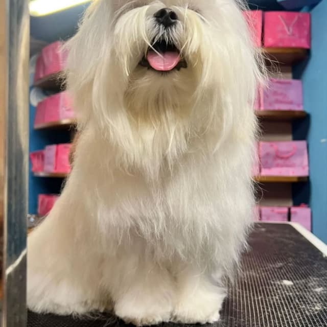 Belli e Monelli - Immagine 1