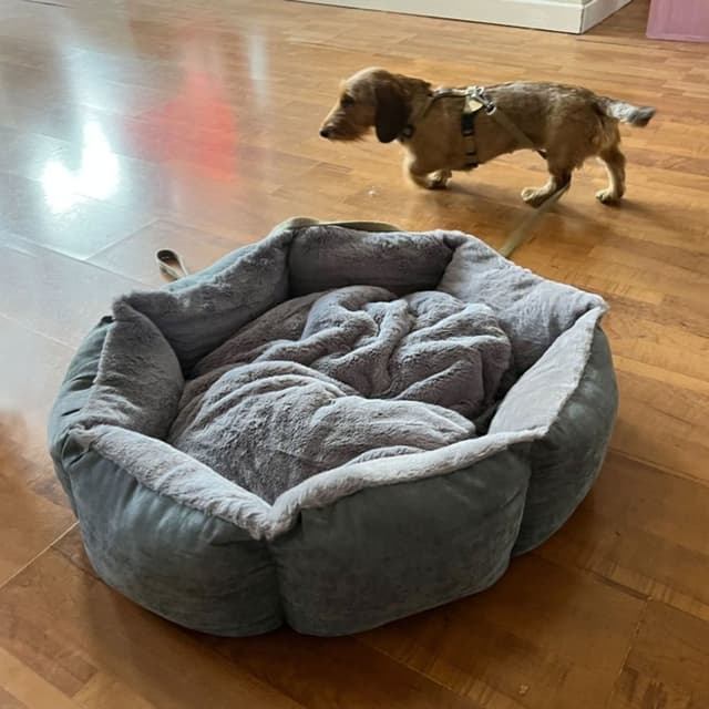 Belli e Monelli - Immagine 2