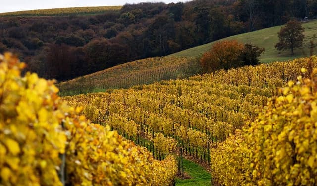 Bellussi Spumanti - Immagine 2