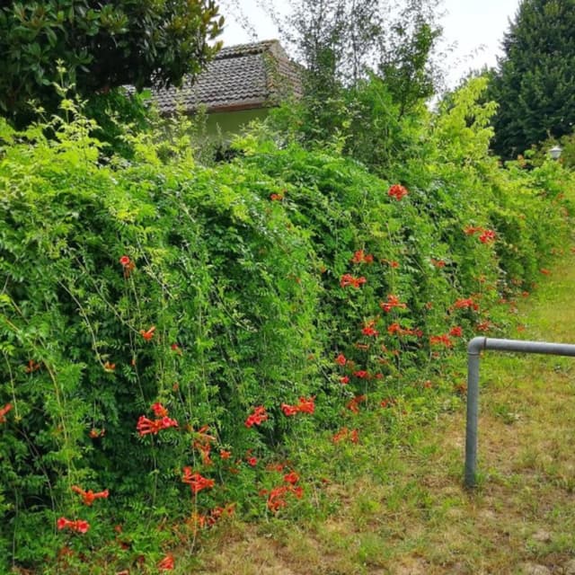 Berra Piante - Immagine 2