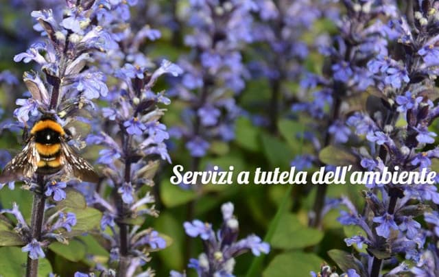 Bonavita Servizi Srl - Immagine 1