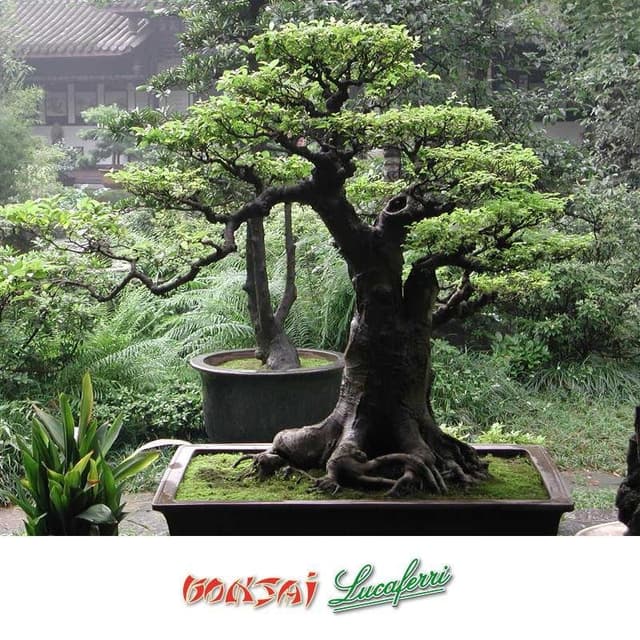 Bonsai Lucaferri - Immagine 1
