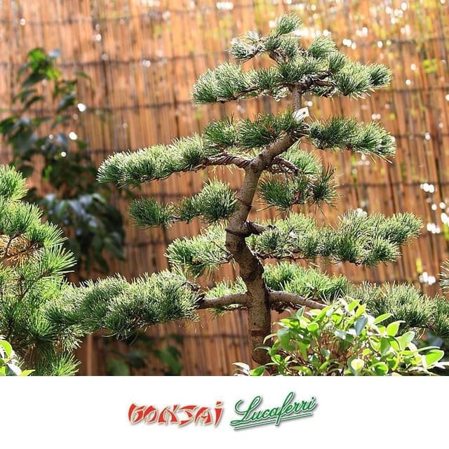 Bonsai Lucaferri - Immagine 2