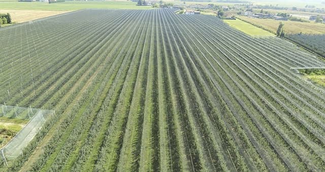 Bonvini Pali - Immagine 1