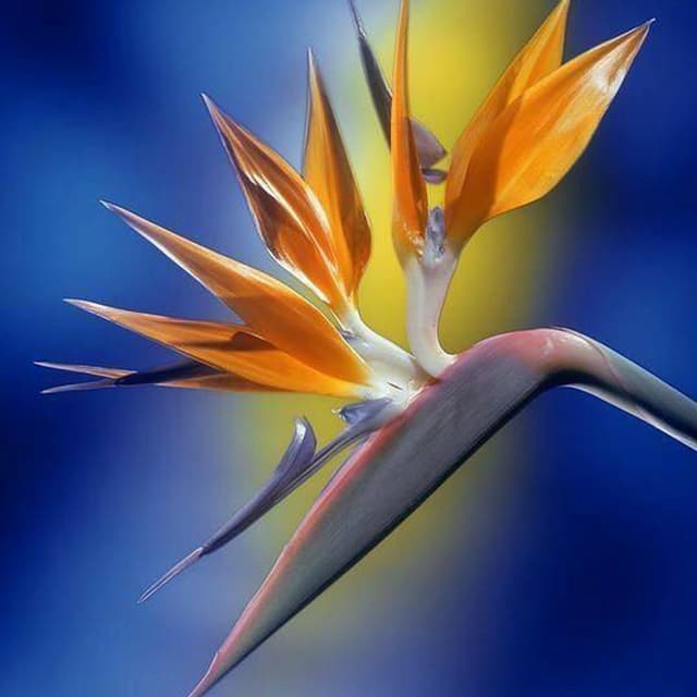 Boutique dei fiori - Immagine 2