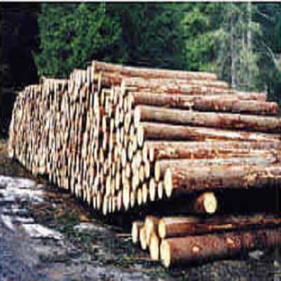 Bozzetta Giorgio Segheria - Immagine 2