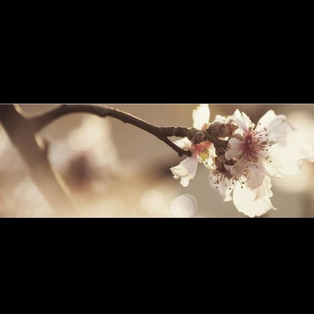 Buosi Mario & C. Onoranze Funebri - Immagine 1