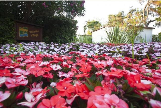 Campeggio Pino Mare - Immagine 1